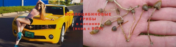 индика Белоозёрский